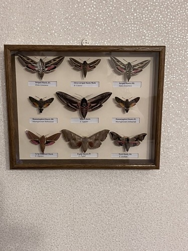 Stunning collection hawk - collection,