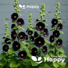 Hollyhock Black - Althaea Rosea Nigra - 100 Seeds - Perennial Flower