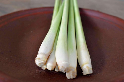 Lemongrass seeds cymbopogon - -,