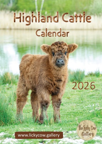 Highland cattle wall calendar - highland,