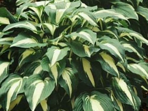Hosta night before christmas - hosta,