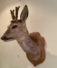 A Taxidermy Roe Deer Stag Head Mount With Furry Antlers On A Wooden Shield