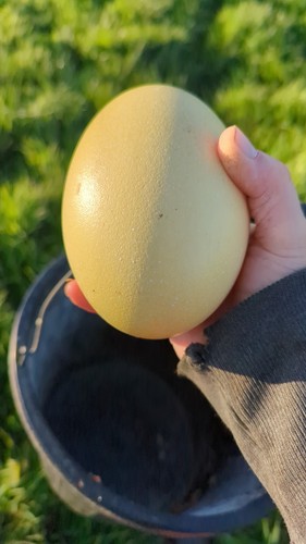 Blown rhea eggs - blown,