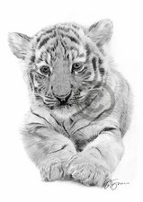BENGAL TIGER CUB pencil
