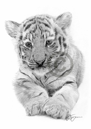 Bengal tiger cub pencil - bengal,