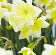 Prom Dance Daffodil Bulbs for