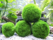 5 x MARIMO MOSS BALL (3 to