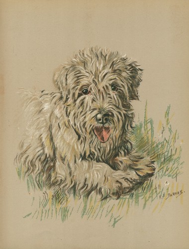 Sealyham terrier vintage - sealyham,