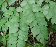 Adiantum peruvianum 3 plug