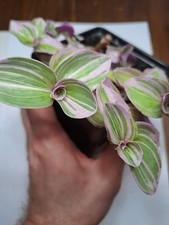 Tradescantia Cerinthoids "Nanouk" Houseplant In 9cm Pot Rooted And Growing