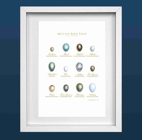 British bird eggs easter - bird,