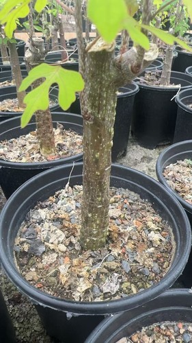 Rareplant cacti adenia - cacti,