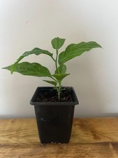 Passionfruit plant edible