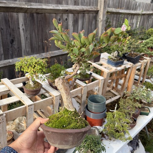 Naturally grown seedling
