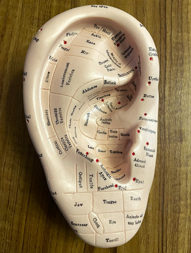 Auricular acupoint ear - auricular,