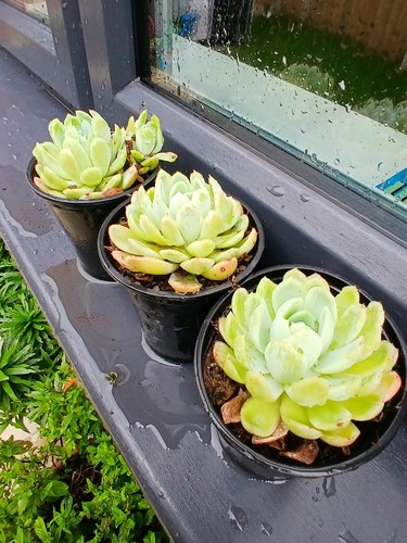 Hardy sempervivum set - hardy,