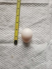 Geniune Macaw Egg (Infertile)