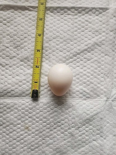 Geniune macaw egg - macaw, (infertile)