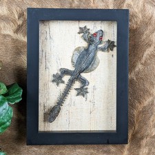Flying Gecko Lizard framed