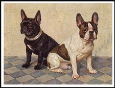 FRENCH BULLDOG DOGS LOVELY DOG