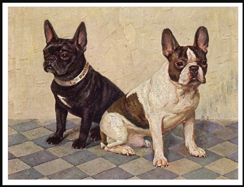 French bulldog dogs - dogs, lovely