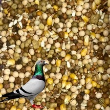Pigeon Mix Feed 17.5% Protein