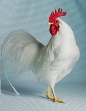 12 x WHITE LEGHORN CHICKENWhite eggs Large Fowl ✅HENS/COCKS KEPT IN SAME PEN4