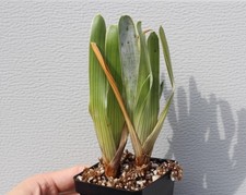 Brocchinia hechtioides {small