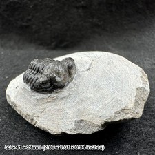 Gerastos trilobite fossil –