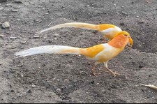  4 Peach pheasants hatching