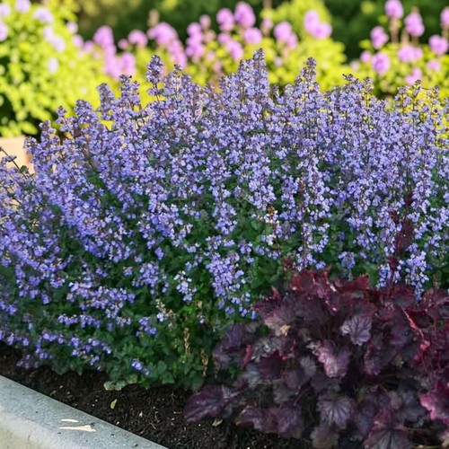 Nepeta faassenii purrsian blue - nepeta,