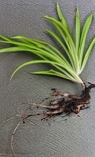 Spider plant rooted cutting - spider,