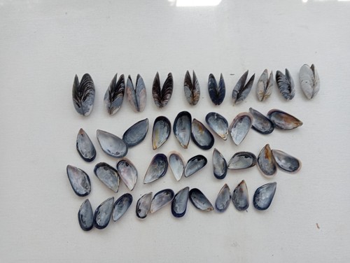 Mussel sea shells bulk - sea,