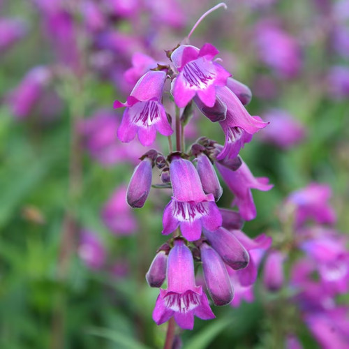 Penstemon sour grapes - sour,