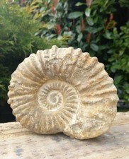 Large Fossil Ammonite