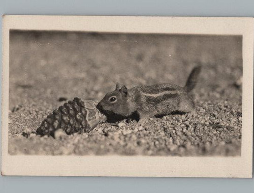 Rppc postcard squirrel - squirrel, pine