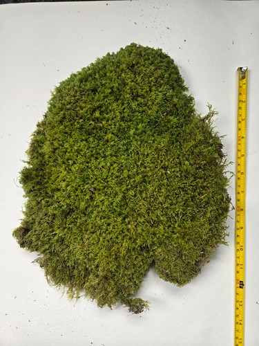 Live carpet moss - carpet,