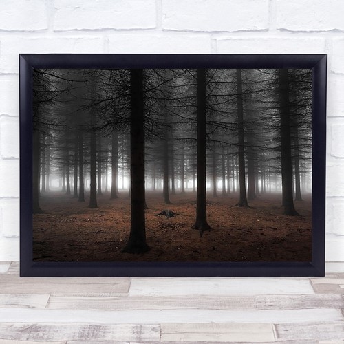 Silence forest tree woods fog - woods,