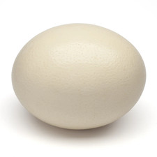 Ostrich egg blown out - egg,