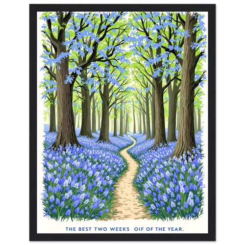 Bluebell wood ancient oak - wood,
