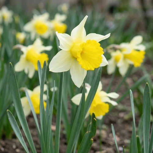 Wild daffodil narcissus - daffodil,