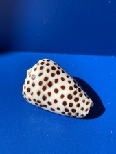 Seashell - Conus pulicarius - flea-bit cone shell 30mm