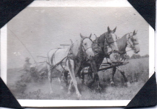 Photograph horses farm - photograph,