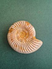 Fossil ammonite madagascar - ammonite,