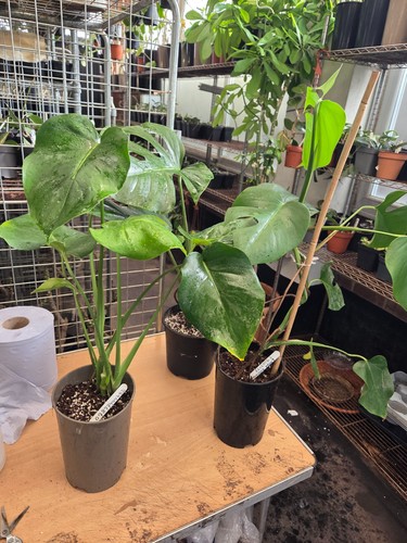 Monstera deliciosa reverted - deliciosa,