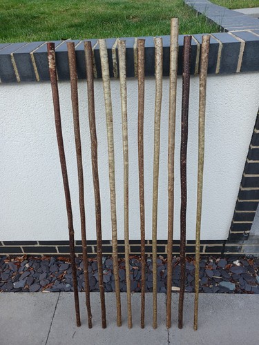 Hazel walking stick - walking, shanks