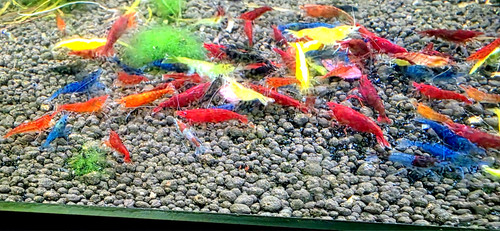 100 skittles rainbow - 100++,