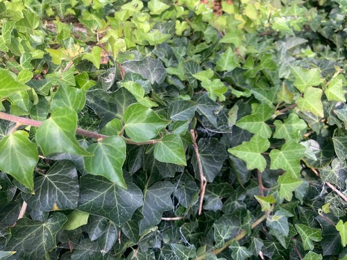Variegated english ivy - variegated,