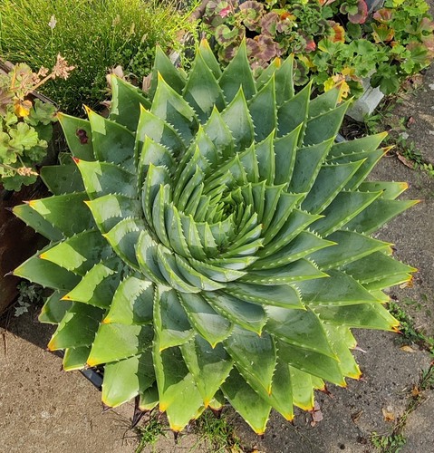 Aloe polyphylla superb uk - aloe,