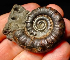 Pyrite Eoderoceras ammonite fossil (50 mm) Jurassic Coast UK minerals rock gift